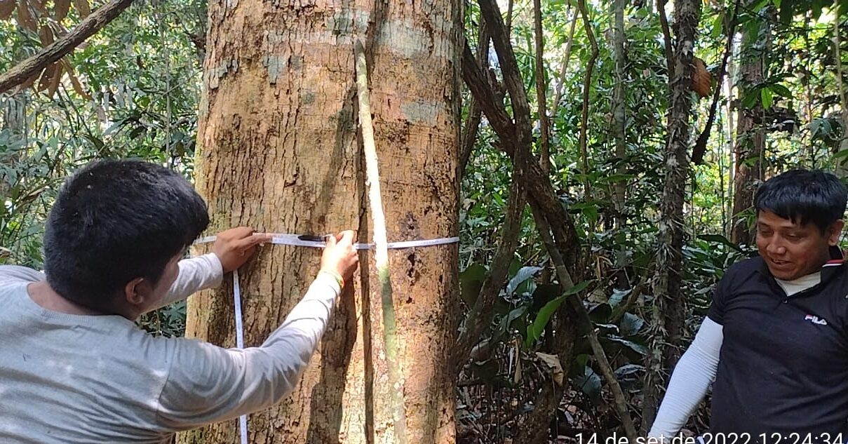 Kayapó usam georreferenciamento e mapeiam árvores que serão matrizes de sementes