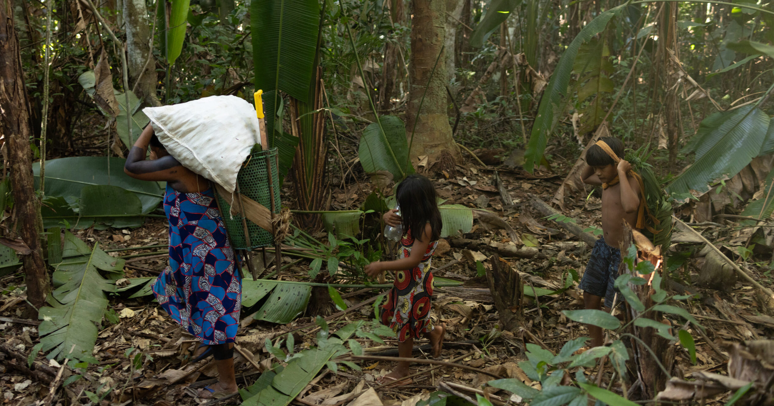 Os Kayapó-Mekrãgnoti Retomam Coleta de Cumaru com Apoio do Fundo Kayapó